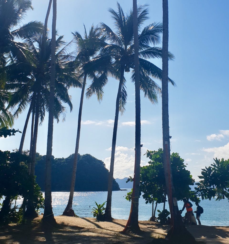 palm trees palawan