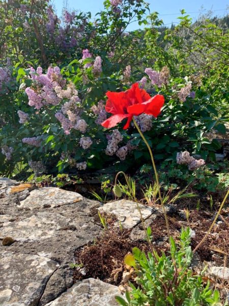 red flower